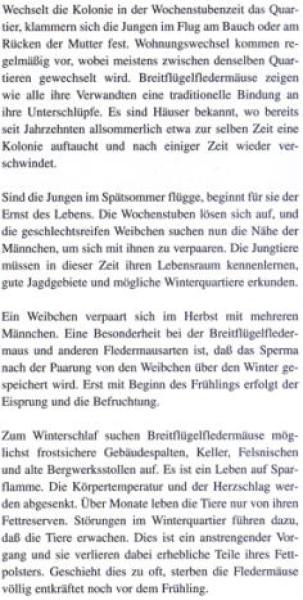 Faltblatt 'Die Breitflügelfledermaus' (Seite 4)